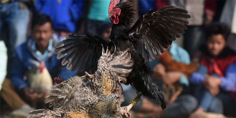 Những loại hình cược Chicken Fight phổ biến nhất trên thị trường