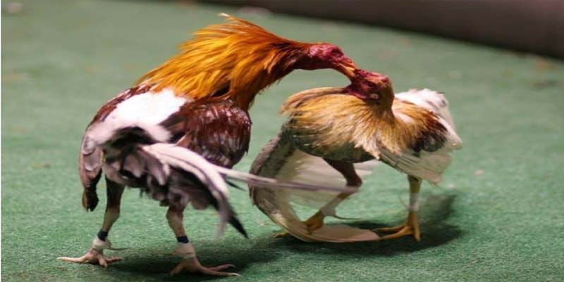 Tìm hiểu luật cơ bản trong thể loại Chicken Fight